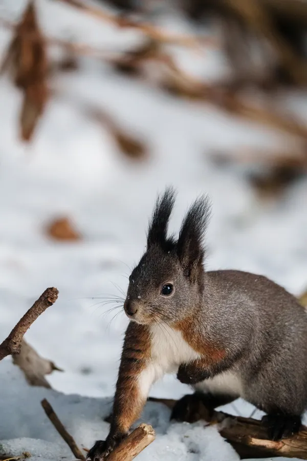 A Eurasian red squirrel pauses in the snow, its distinctive ear tufts and vibrant russet fur contrasting beautifully against the white winter landscape.