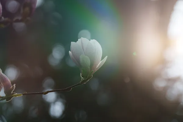 A white magnolia bud on a bare branch backlit by golden sun flare filtering through green bokeh.