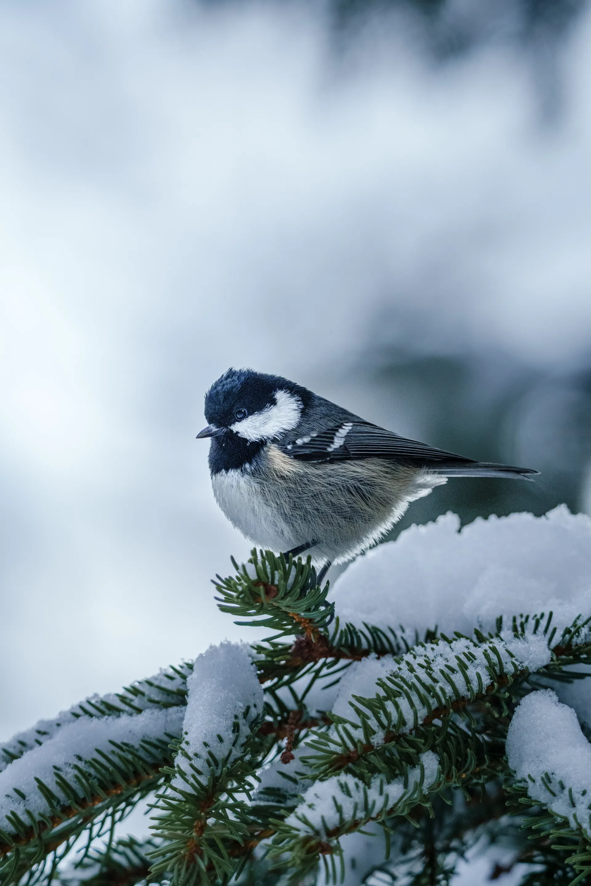 A coal tit rests on a snow-dusted evergreen branch, its black cap and white cheek patches standing out against the soft winter backdrop.
