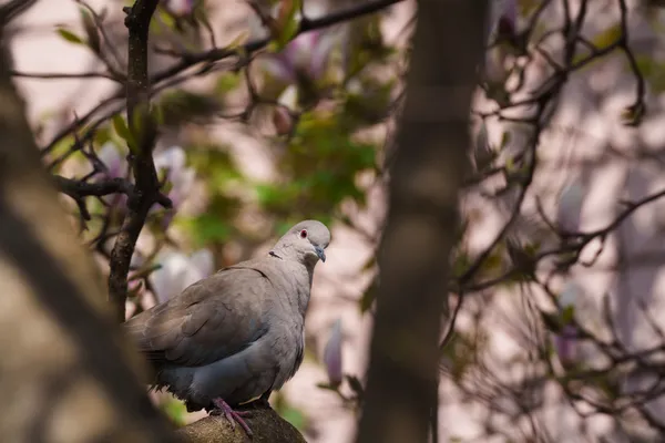 A Eurasian collared dove perched on a branch surrounded by magnolia blossoms.