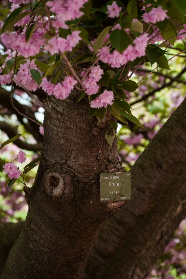 A Japanese cherry tree trunk bears a plant label reading Prunus Kanzan, framed by clusters of pink double blossoms.