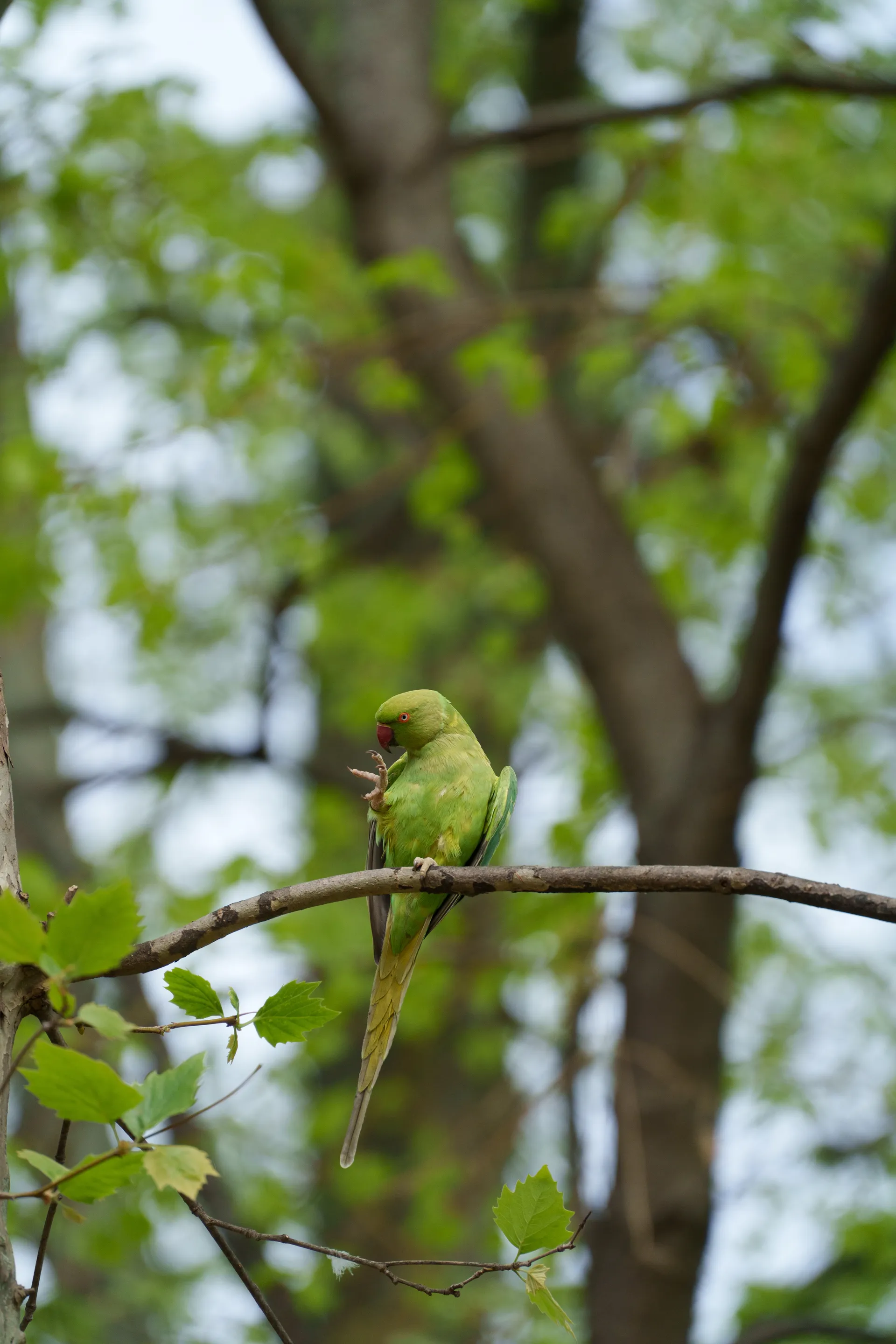 A rose-ringed parakeet perches on a thin branch, nibbling at its foot among fresh green leaves.