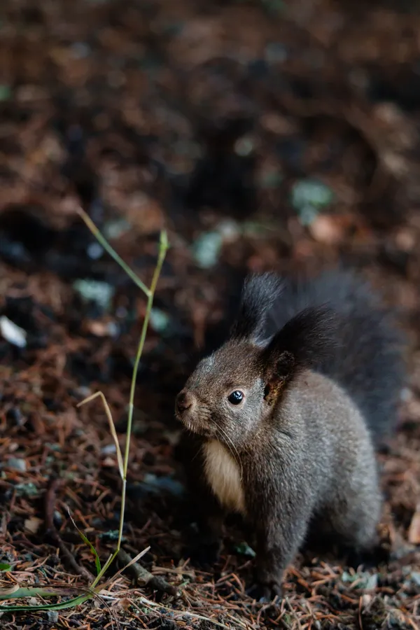 A Eurasian red squirrel among autumn leaves on the forest floor, its bushy tail and alert expression captured in warm, natural light.