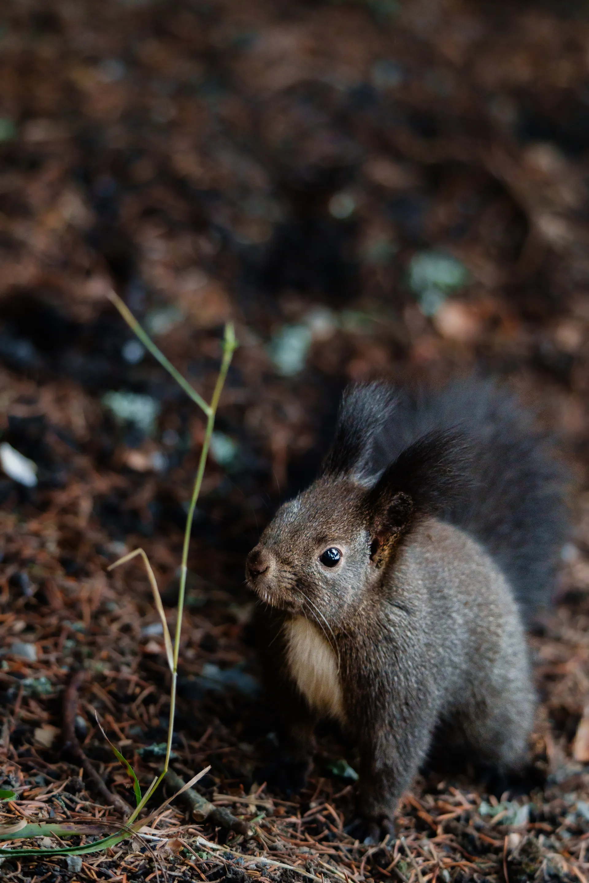 A Eurasian red squirrel among autumn leaves on the forest floor, its bushy tail and alert expression captured in warm, natural light.