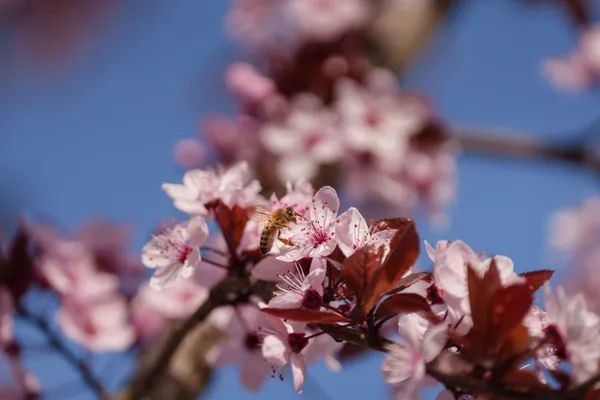 A honey bee lands on pink cherry plum blossoms against a clear blue sky.