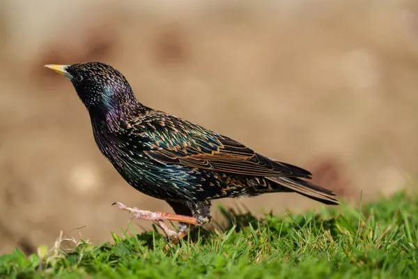 A European starling stands in grass, its iridescent plumage flecked with cream and gold.
