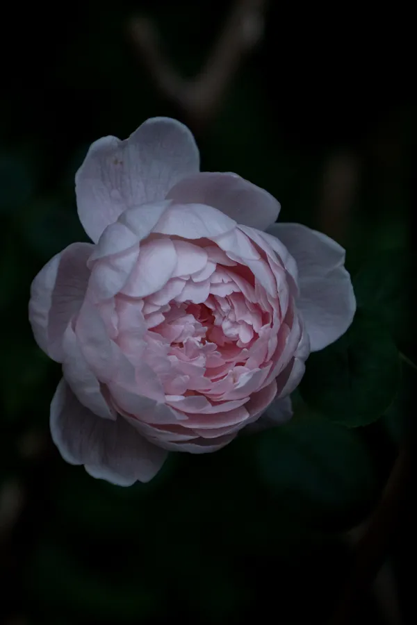 A delicate pale pink rose unfolds its layered petals against a moody dark background.