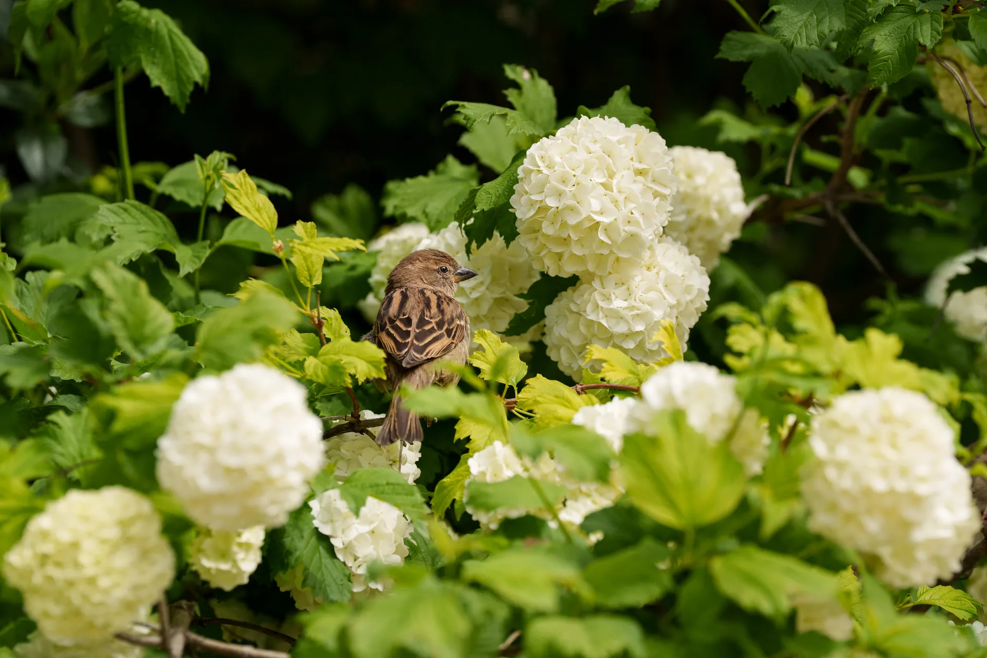 A house sparrow perches among green foliage framed by round clusters of white snowball viburnum blossoms.