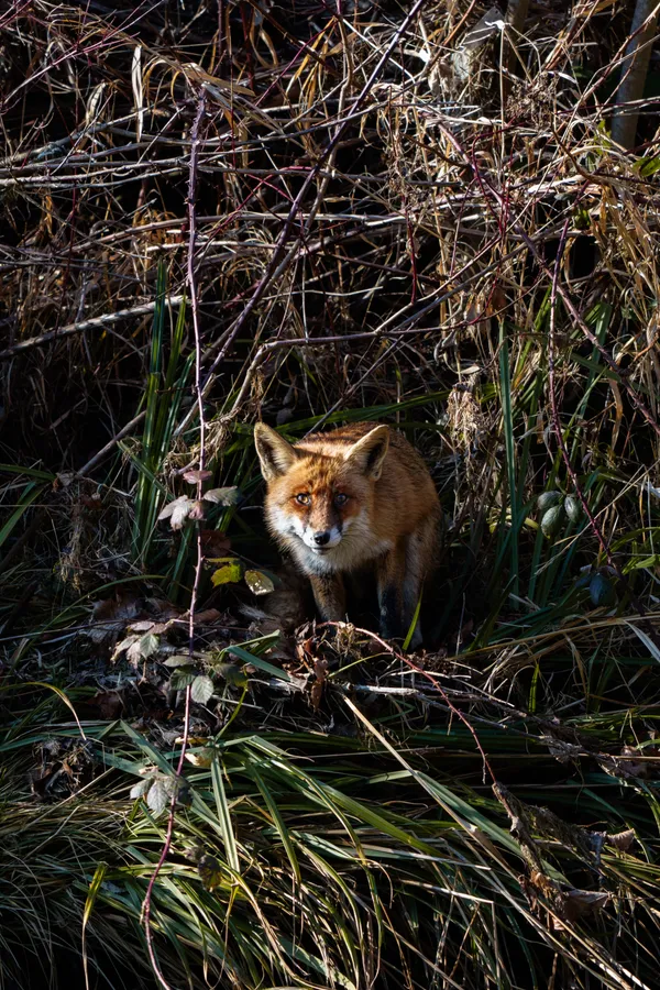 A red fox emerges from tangled branches and undergrowth, its eyes catching the light in the forest shadows.