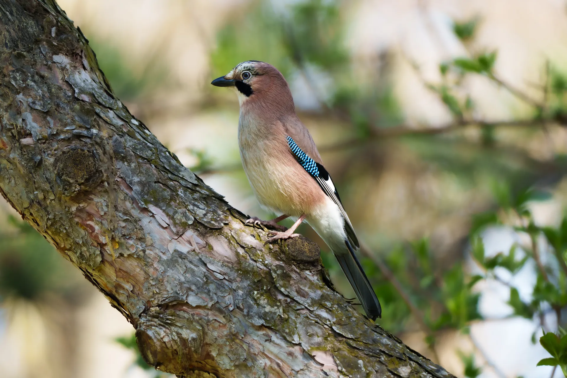 A Eurasian Jay perches on a thick tree branch, its blue wing patch catching the light against a soft green backdrop.
