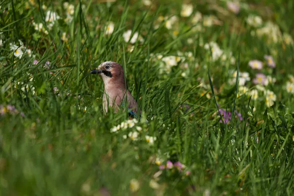 A Eurasian jay peers through tall grass surrounded by wildflowers in a spring meadow.
