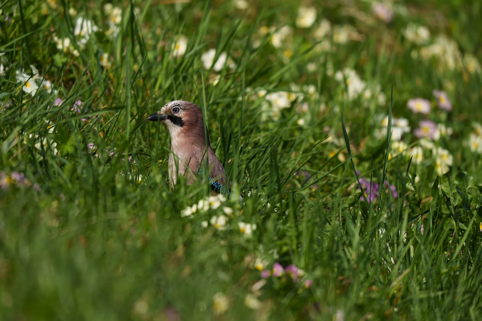 A Eurasian jay peers through tall grass surrounded by wildflowers in a spring meadow.
