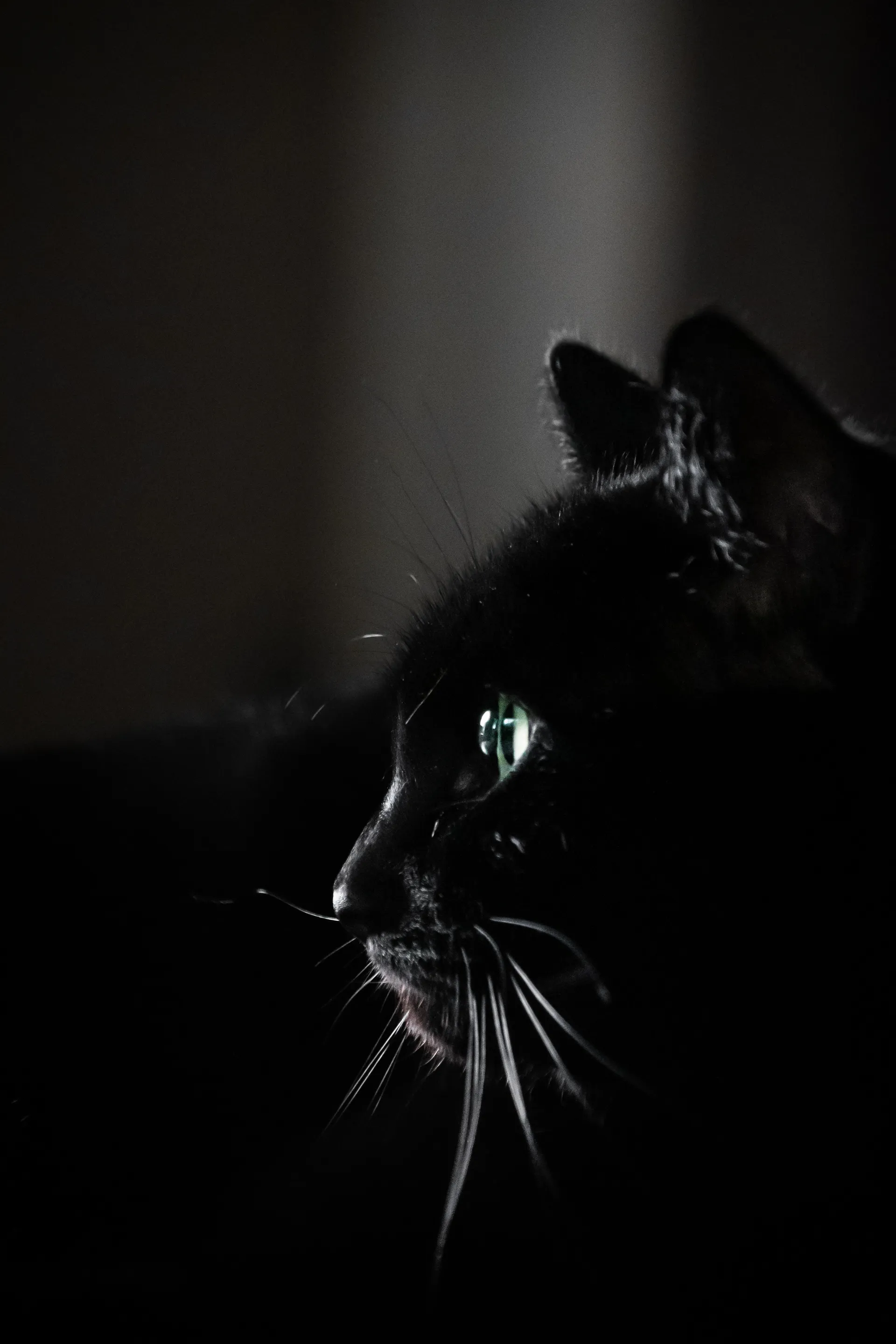 A black cat emerges from the shadows, green eyes catching a sliver of light.
