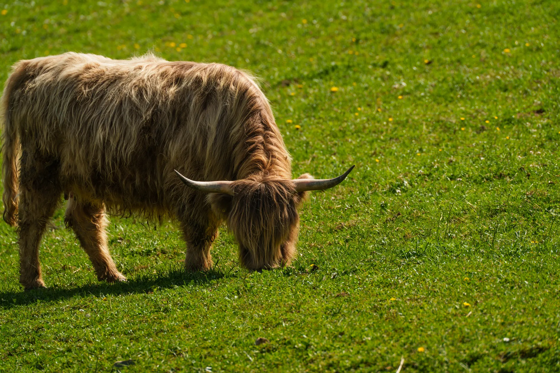 A Highland cow with long shaggy coat and curved horns grazes on bright green grass.