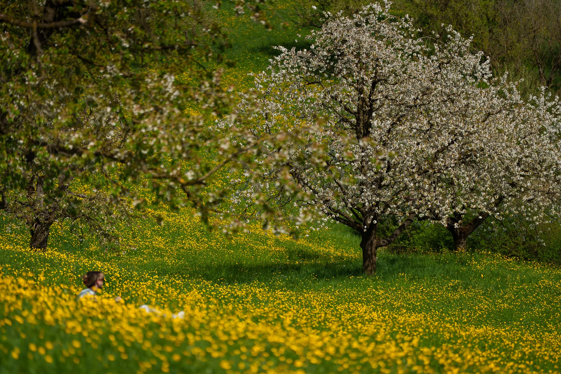 A meadow of yellow buttercups stretches beneath blossoming white trees, with a small figure resting in the grass.