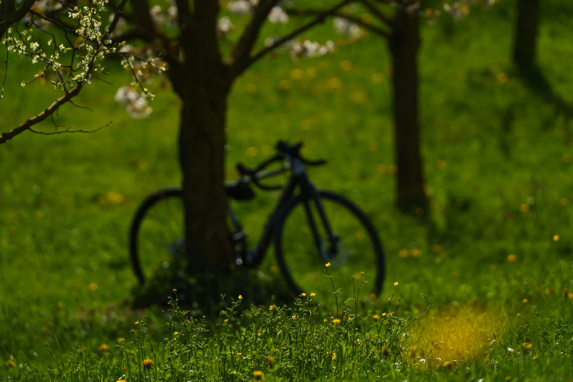 A bicycle leans against a blossoming tree in a meadow scattered with yellow dandelions, rendered in soft focus.