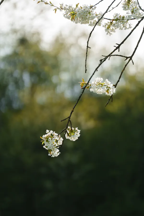 A slender branch arches across the frame with delicate clusters of white cherry blossoms against a soft green bokeh.