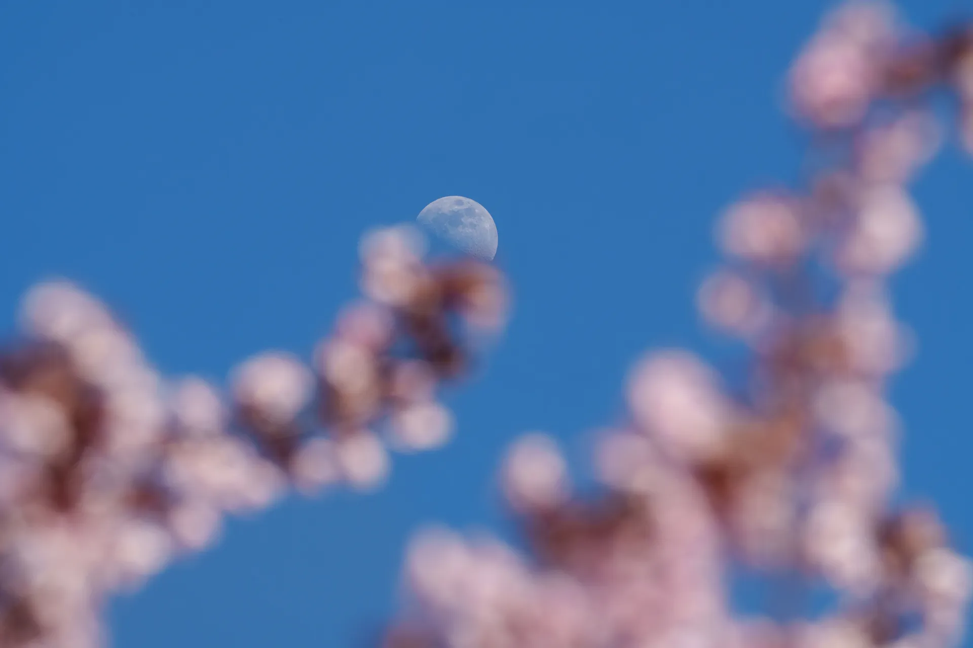 A waxing gibbous moon sits sharp against a clear blue sky, naturally framed by soft, out-of-focus cherry plum blossoms.