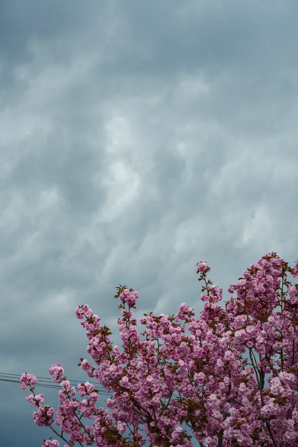 Clusters of pink cherry blossoms rise into a dramatic overcast sky crossed by thin power lines.