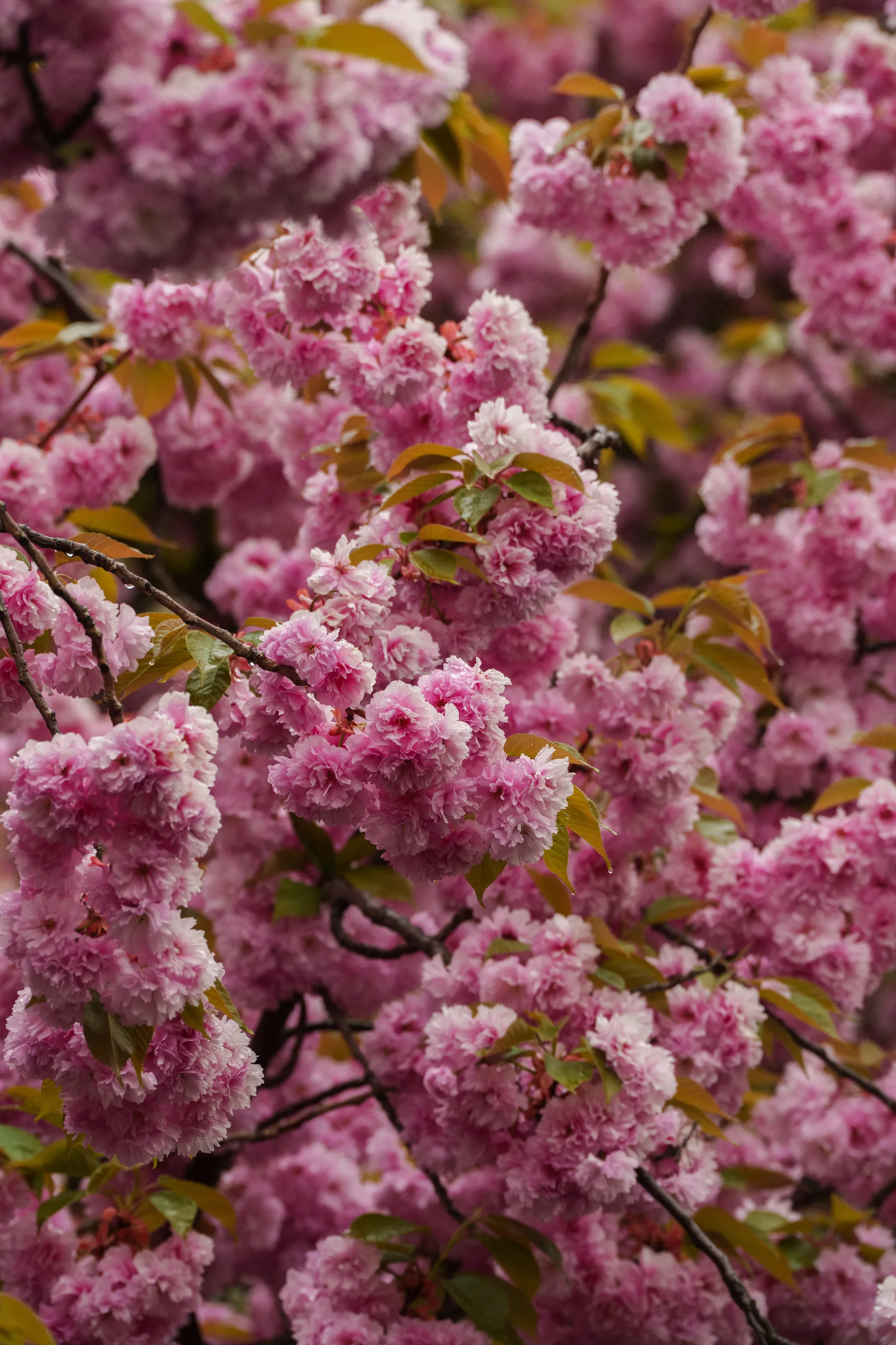 Dense clusters of pink double cherry blossoms fill the frame among young bronze-green leaves.