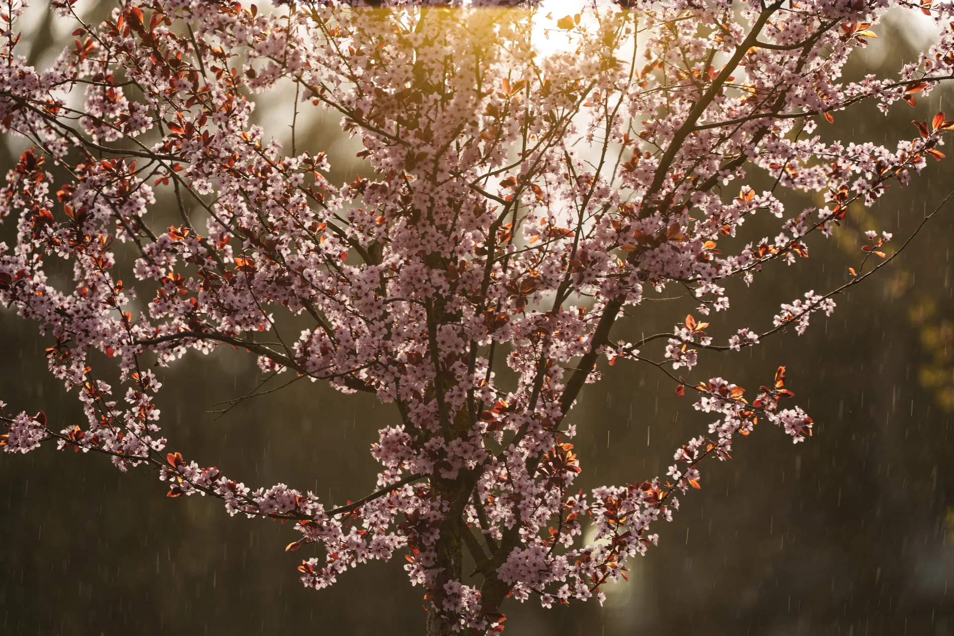 A cherry plum tree in full bloom catches golden backlight as rain streaks through the frame.