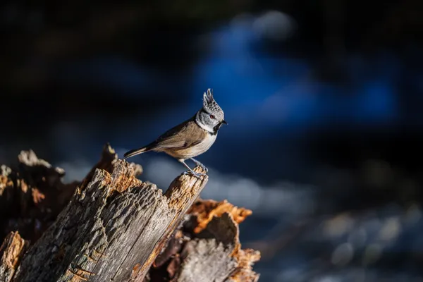 A crested tit rests calmly on weathered wood, its distinctive crest visible against soft blue tones in the background.