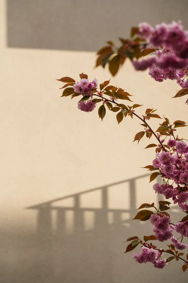 Pink cherry blossoms drape across a warm beige wall as the soft shadow of a staircase falls beneath them.