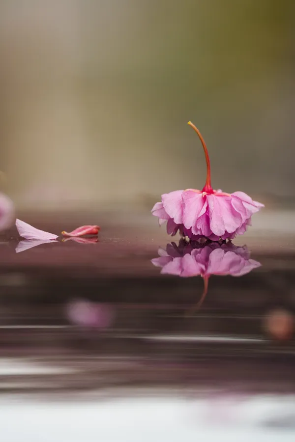 A fallen cherry blossom rests on a wet surface, its mirror reflection shimmering beside a stray petal.