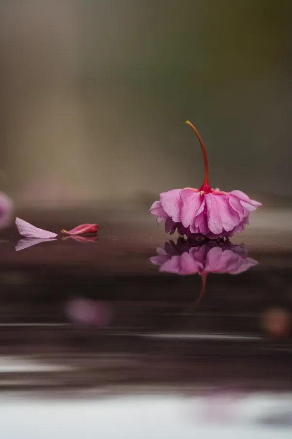 A fallen cherry blossom rests on a wet surface, its mirror reflection shimmering beside a stray petal.