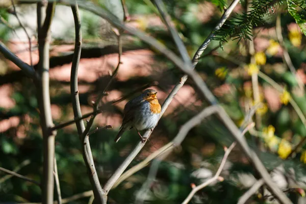 A European Robin sits among bare branches, its orange breast standing out against the tangled undergrowth.