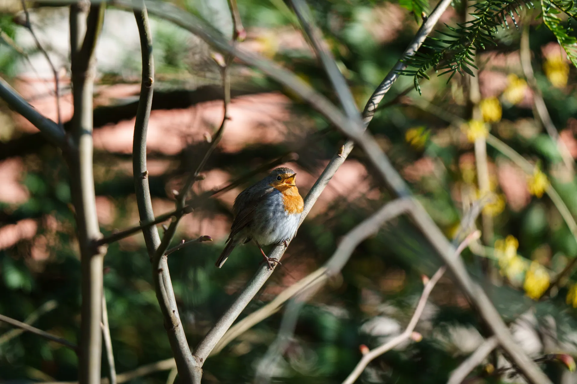 A European Robin sits among bare branches, its orange breast standing out against the tangled undergrowth.
