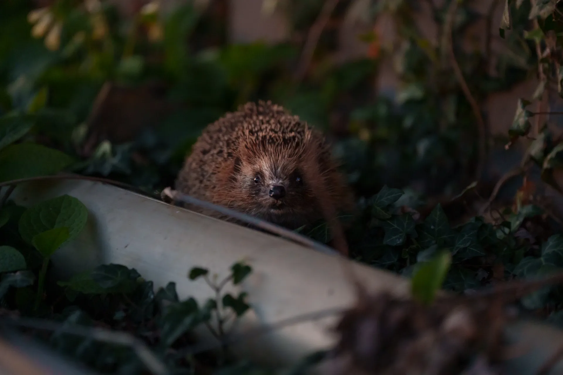 A European hedgehog peers out from dense ivy in dim light, an overturned ceramic vessel resting in the foreground.