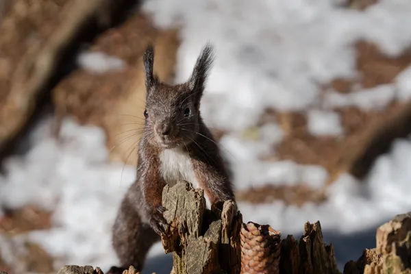 A Eurasian red squirrel stands alert on weathered wood, its ear tufts prominent against a snowy backdrop.