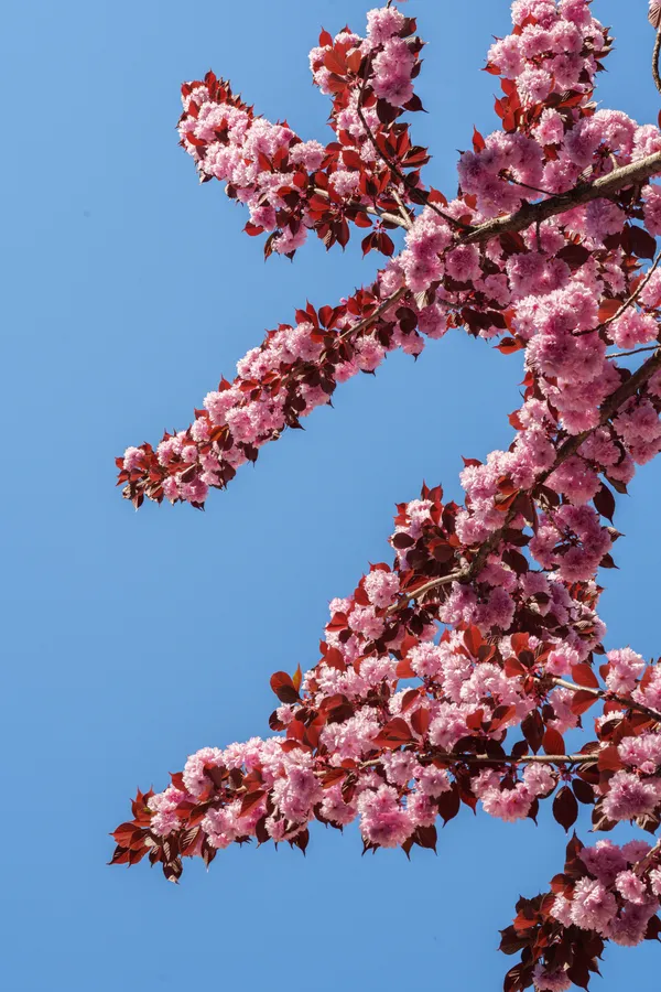 Pink cherry blossoms and deep burgundy leaves reach upward in branching clusters against a clear blue sky.