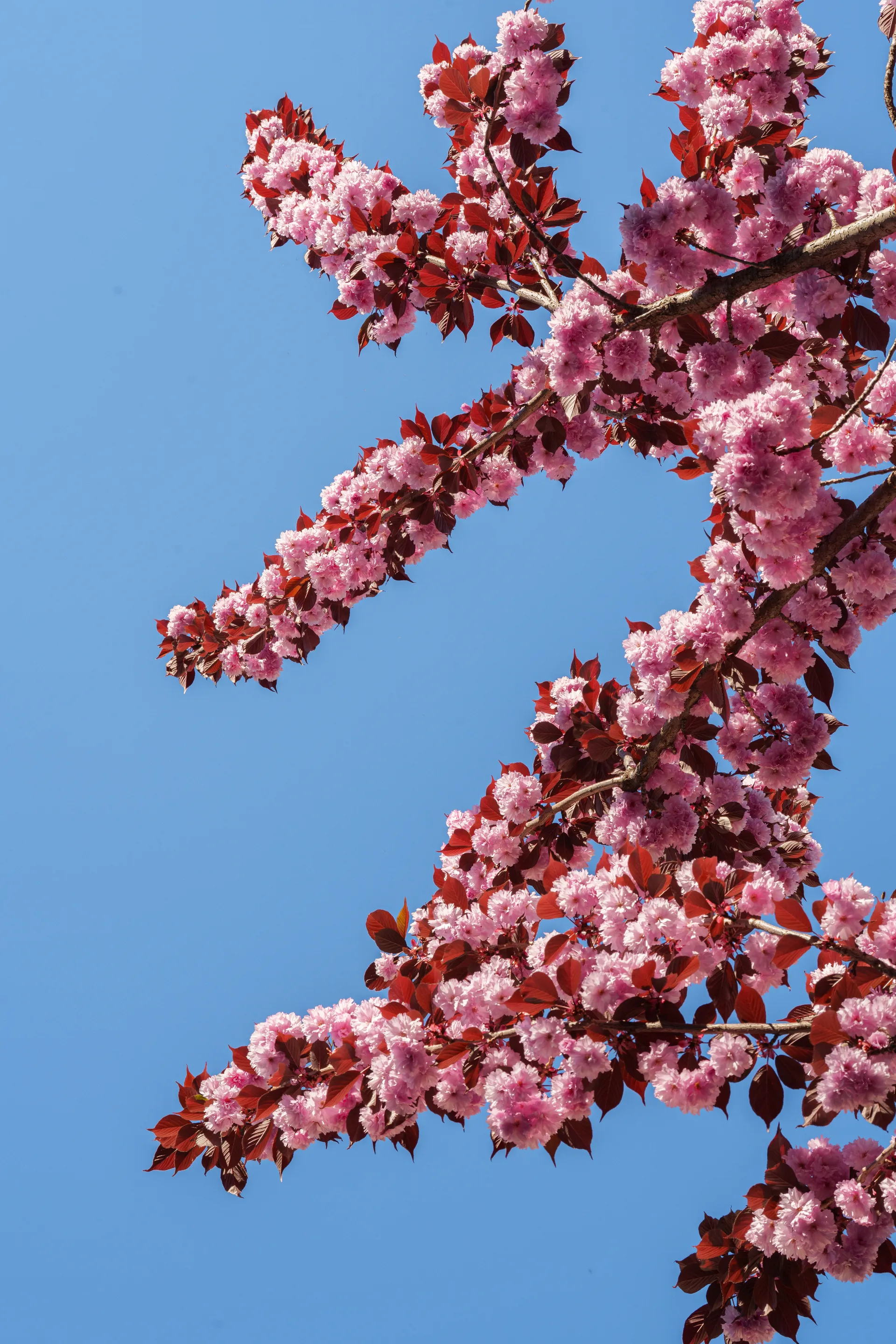 Pink cherry blossoms and deep burgundy leaves reach upward in branching clusters against a clear blue sky.