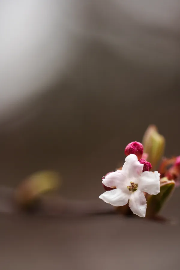 A delicate white flower with soft petals stands against a blurred background, with vibrant magenta buds visible behind it.
