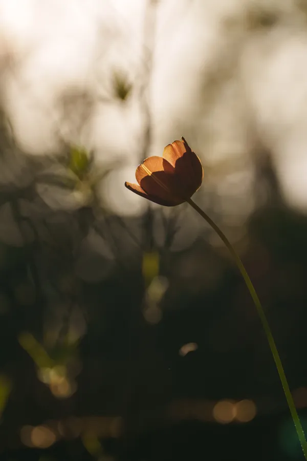 A backlit orange tulip on a slender stem glows against soft bokeh of greens and golds.