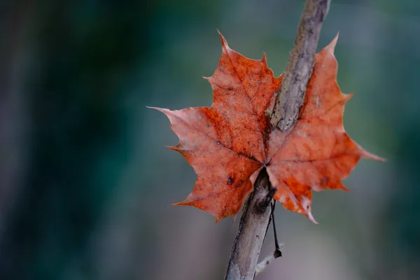 A single dried maple leaf, vivid orange-red, is pinned to a bare twig against a soft green bokeh background.