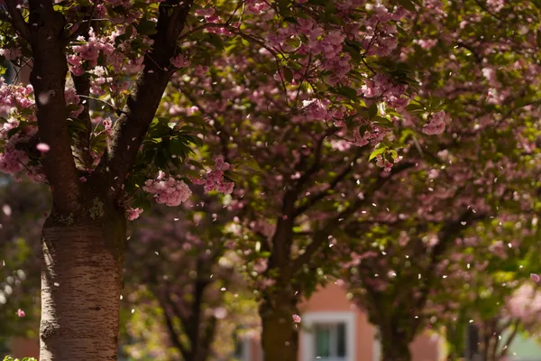 Pink cherry blossoms fill the upper frame as petals drift through the air toward trees and a soft pink building beyond.
