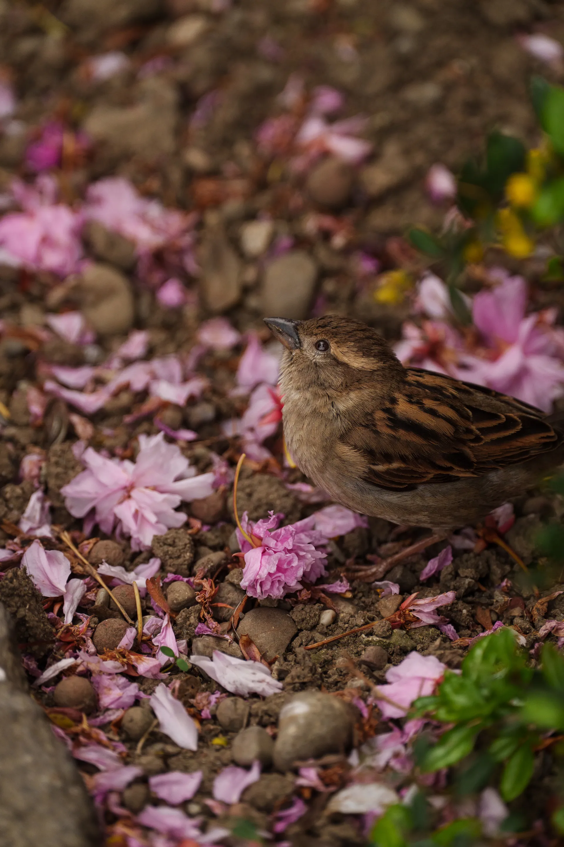 A house sparrow stands on dark soil scattered with fallen pink kanzan cherry petals, looking upward.
