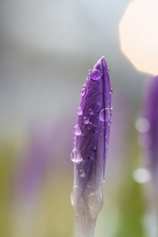 A purple crocus bud studded with clear water droplets rises against a soft blurred background, with a warm bokeh circle glowing in the upper corner.