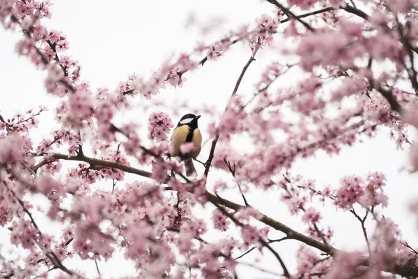 A great tit perches on a bare branch surrounded by clusters of pink cherry plum blossoms against an overcast sky.