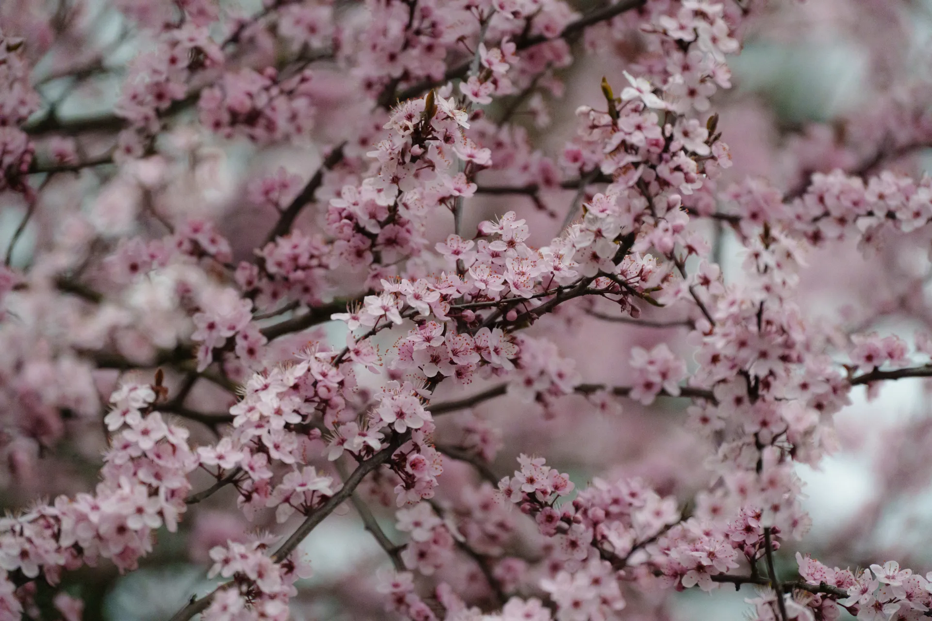Dense branches of cherry plum blossoms weave across the frame in layers of soft pink.