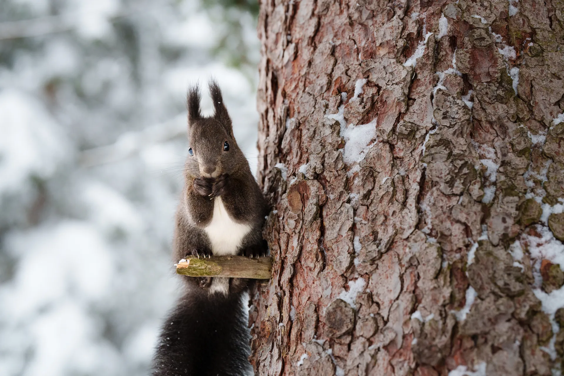 A Eurasian red squirrel in its dark winter coat clings to the rough bark of a pine trunk, peering cautiously from behind the tree against a softly blurred snowy background.