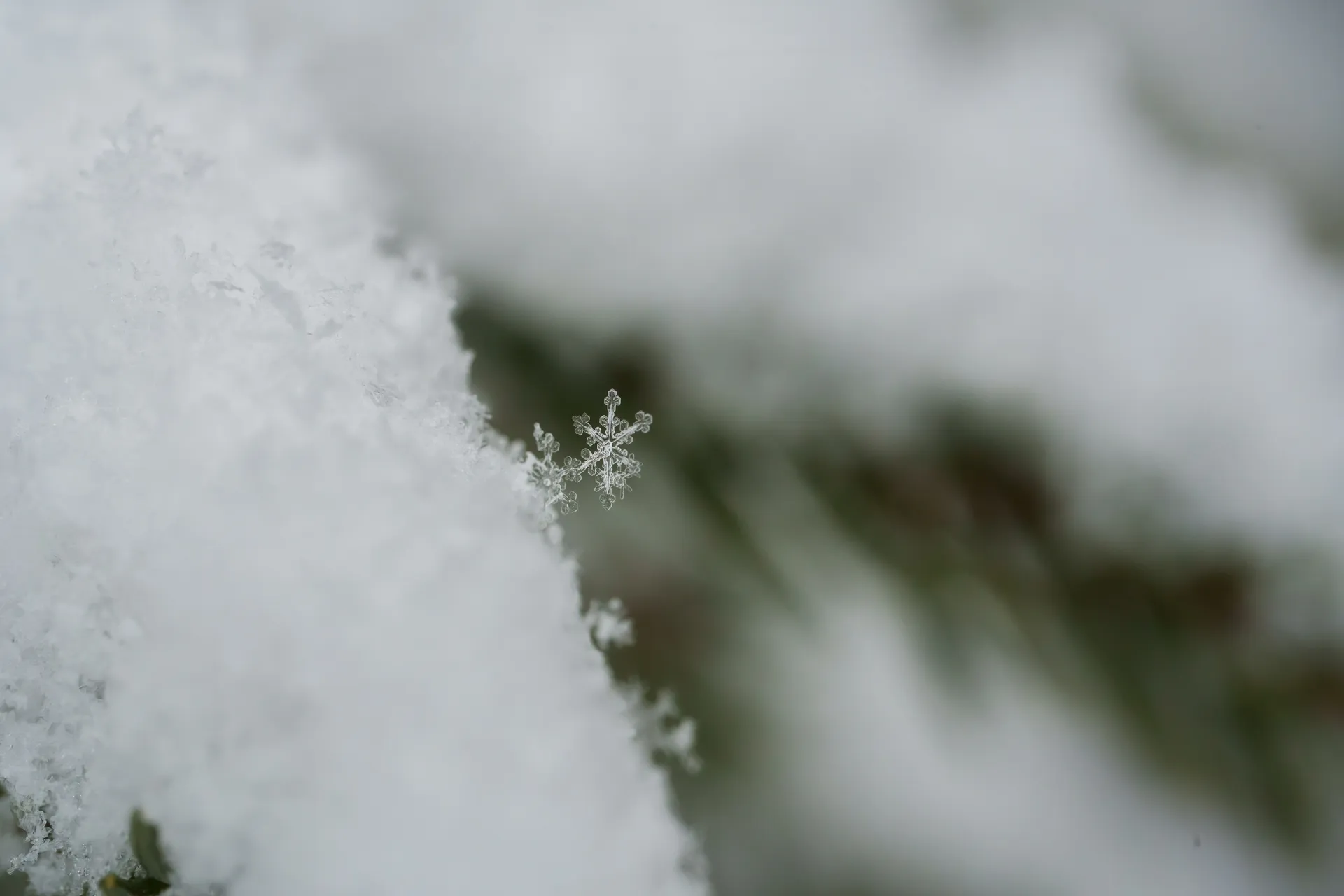A single pristine snowflake crystal rests on compacted snow, its six symmetrical arms clearly visible while blurred evergreen branches fade into the background.