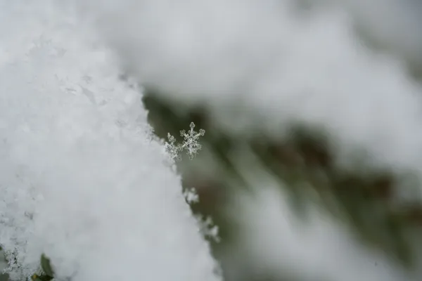 A single pristine snowflake crystal rests on compacted snow, its six symmetrical arms clearly visible while blurred evergreen branches fade into the background.