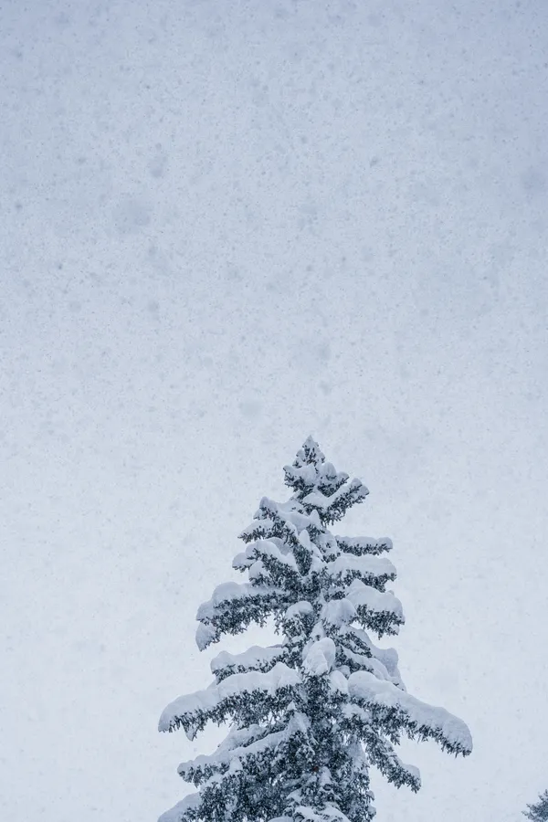 A snow-laden Norway spruce stands against a pale winter sky as fresh snowflakes drift through the cold air.
