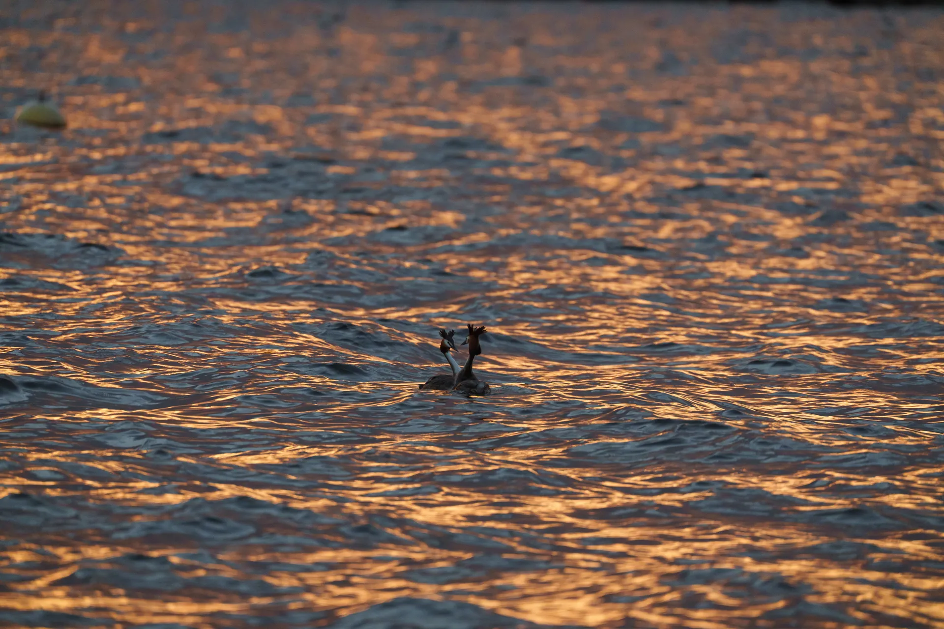 Two grebes surface in golden-lit water at sunset, surrounded by warm ripples.