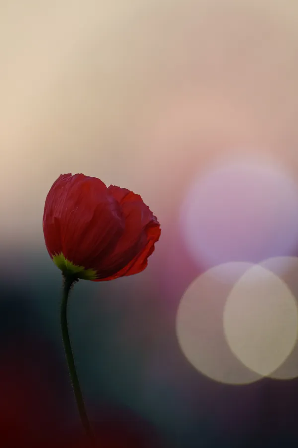 A single red flower stands against a soft, warm bokeh of city lights at dusk.