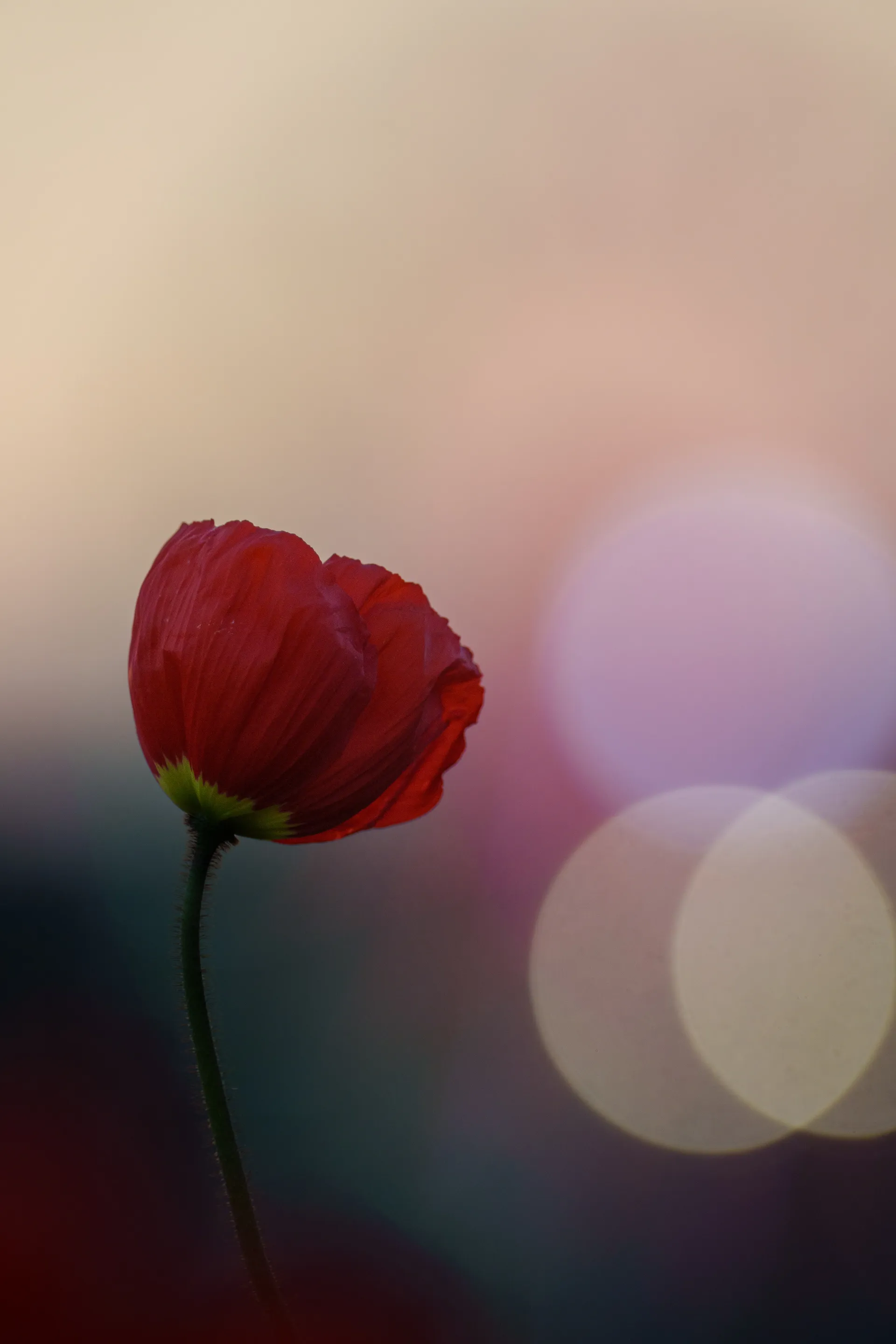 A single red flower stands against a soft, warm bokeh of city lights at dusk.